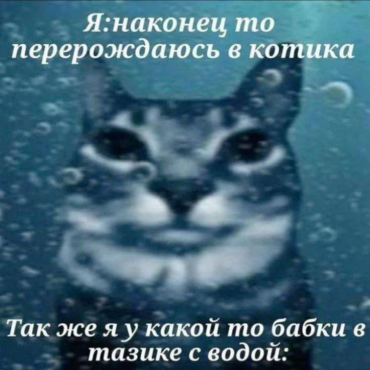 Я:наконеи то перерождаюсь в котика 6 Tak же я у какой то бабки в тазике с водои: