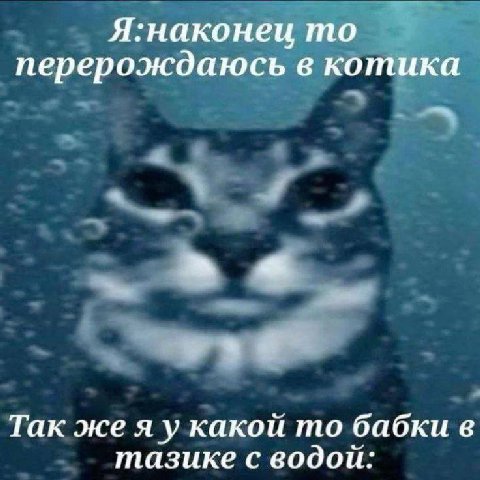 Я:наконеи то перерождаюсь в котика 6 Tak же я у какой то бабки в тазике с водои: