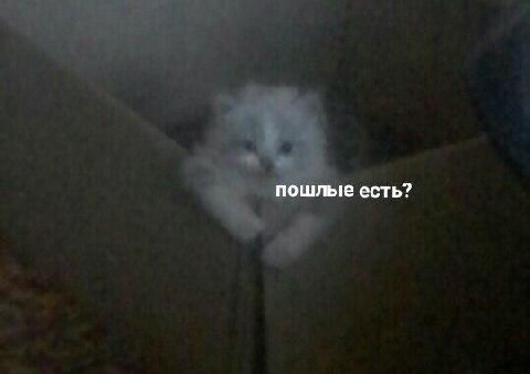 пошлые есть?