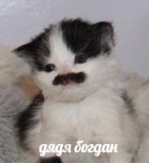 дядя богдан