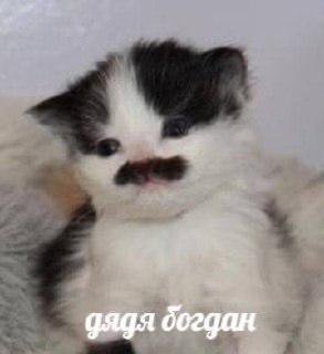 дядя богдан