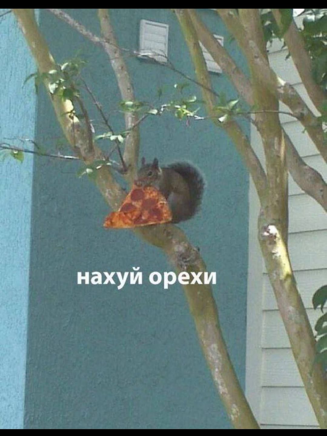 нахуй орехи