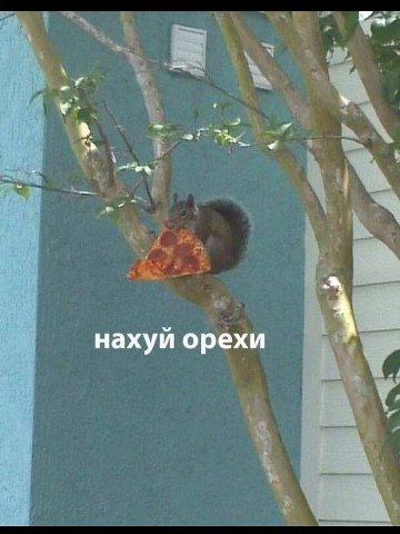 нахуй орехи