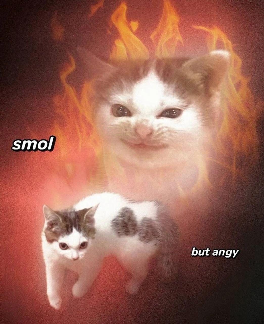 smol but angy