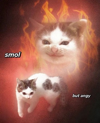 smol but angy
