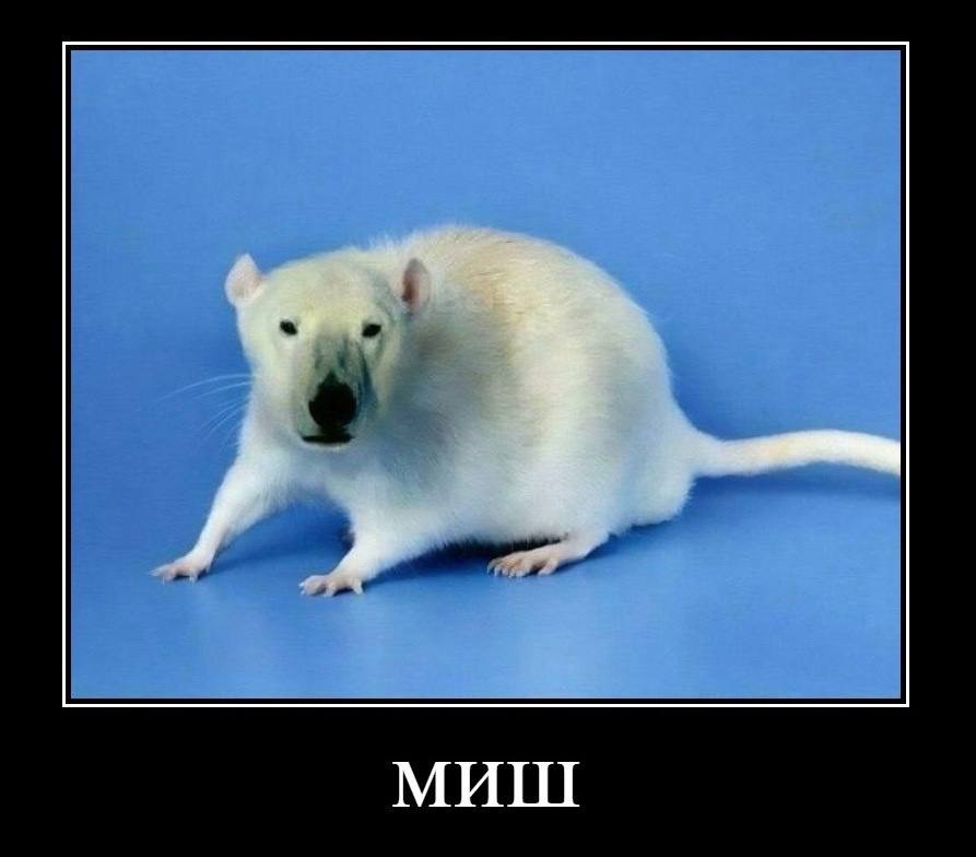 МИШ