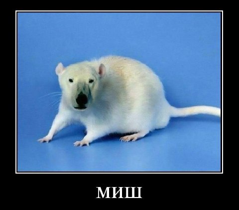 МИШ