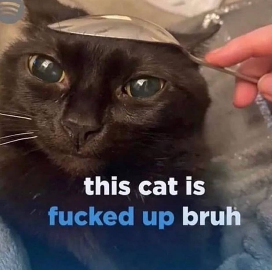 this cat Is fucked up bru