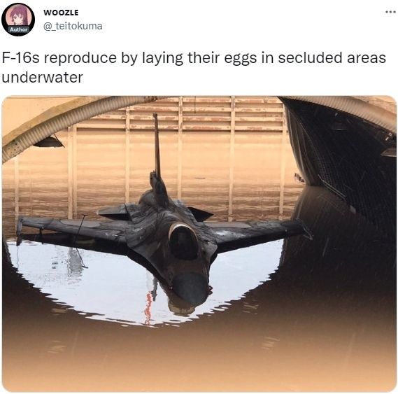 WOOZLE teitokuma reproduce laying their eggs in secluded areas underwater