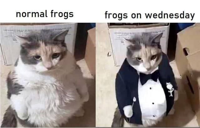 normal frogs frogs on wednesday у