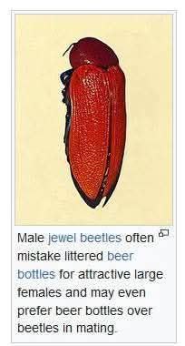 у Male jewel beetles often mistake littered beer for attractive large females and may even prefer beer bottles over beetles in mating.