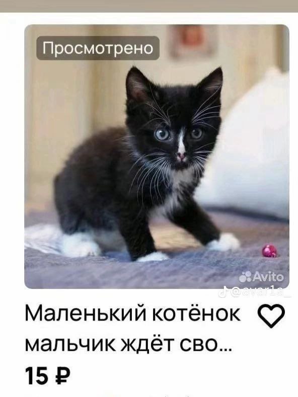 Тот самый военкор котенок