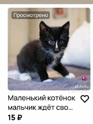 Тот самый военкор котенок