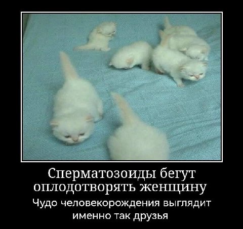 Сперматозоиды бегут оплодотворять женщину Чудо человекорождения выглядит именно так друзья