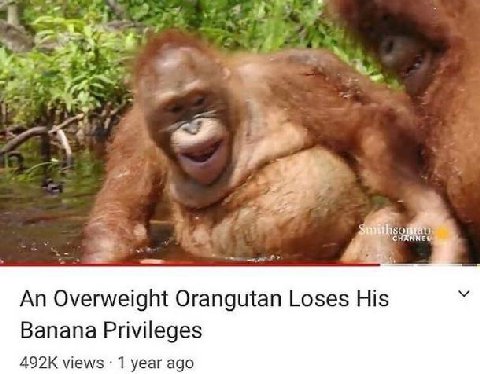 5 An Overweight Orangutan Loses His Banana Privileges views 1 year ago