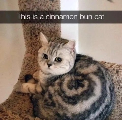 This is а cinnamon bun cat