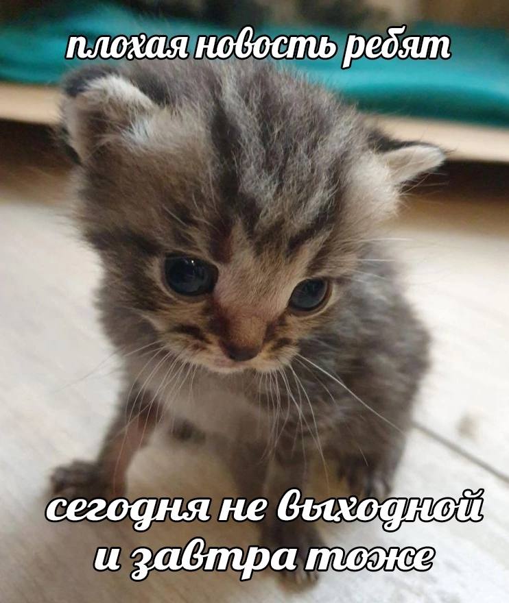 плохая новость редят сегодня не и забтра тоэюе