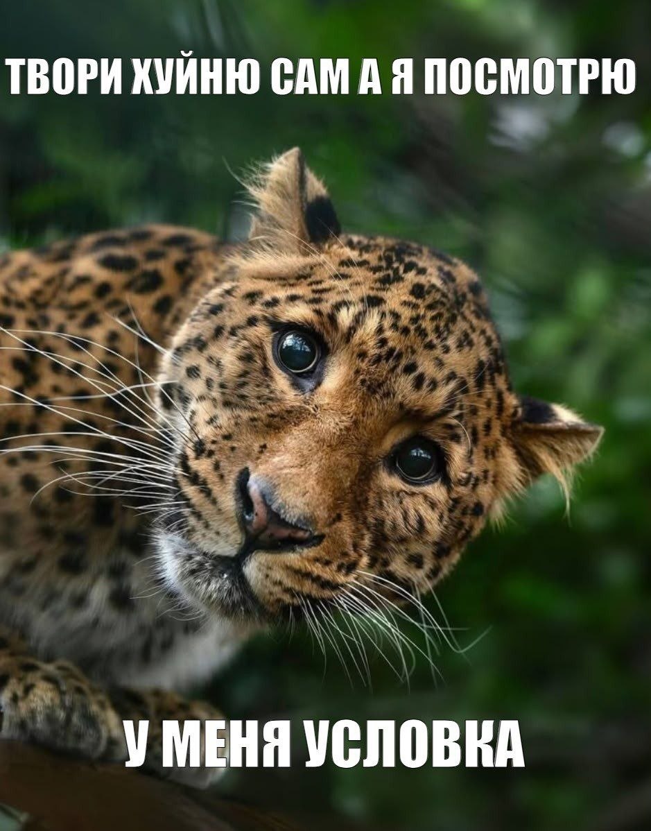 ТВОРИ ХУЙНЮ САМАЯ ПОСМОТРЮ УМЕНЯ УСЛОВКА