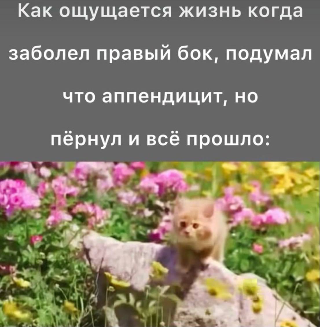 Как ощущается жизнь когда заболел правый бок, подумал что аппендицит, но пёрнул и всё прошло: 2 у