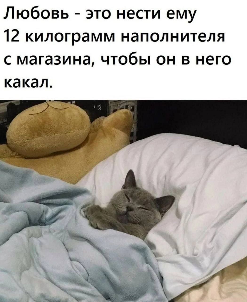 Любовь это нести ему 12 килограмм наполнителя с магазина, чтобы он в него какал.