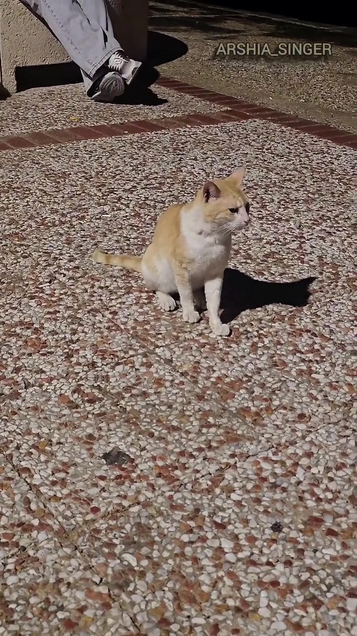 📀 meowtallica - nothing else meowters