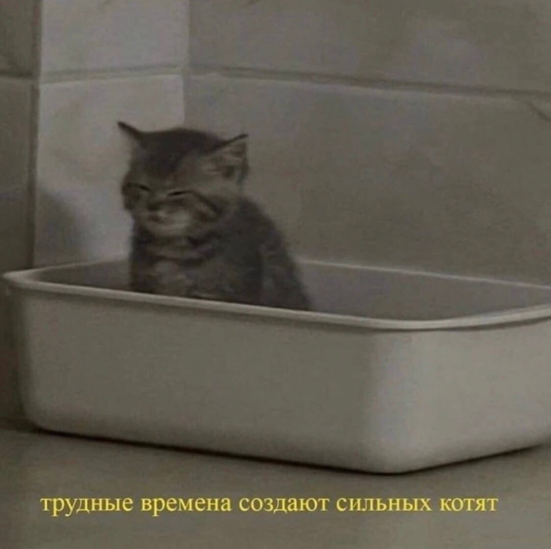 трудные времена создают сильных котят