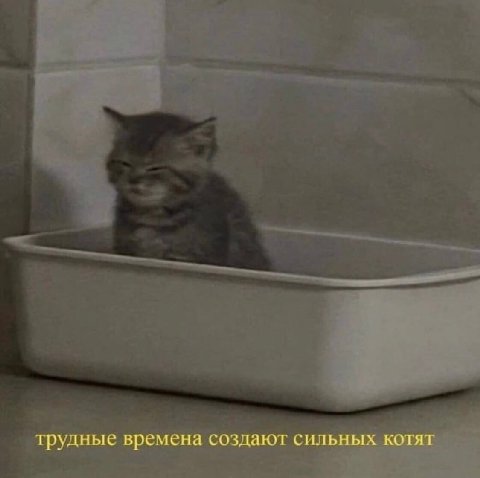 трудные времена создают сильных котят