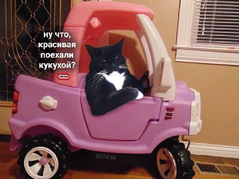 ну что, красивая поехали кукухой?