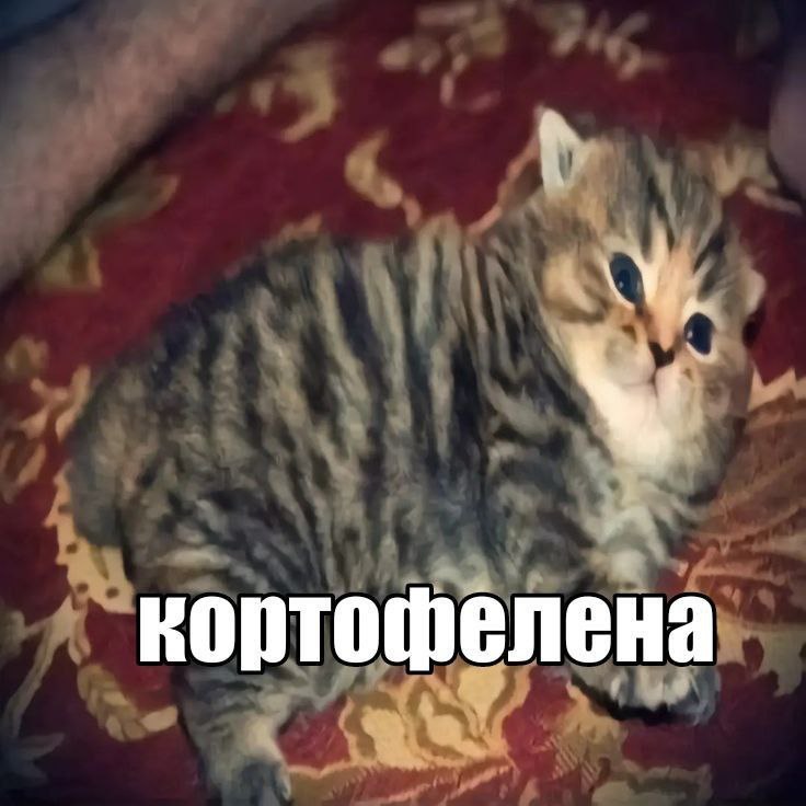 кортофёлена