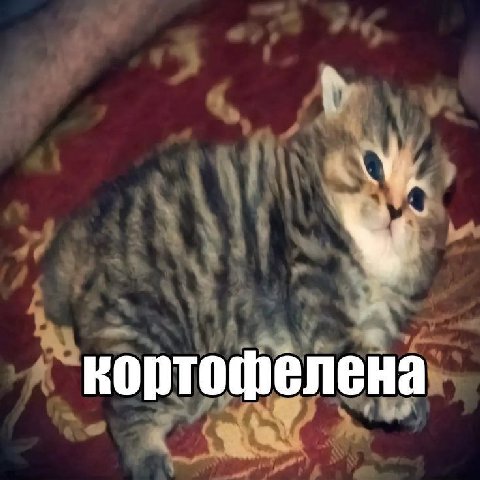 кортофёлена