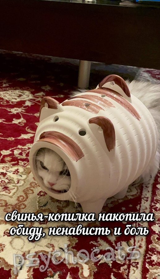 roof сбинья-копилка накопила. ненабисть и боль