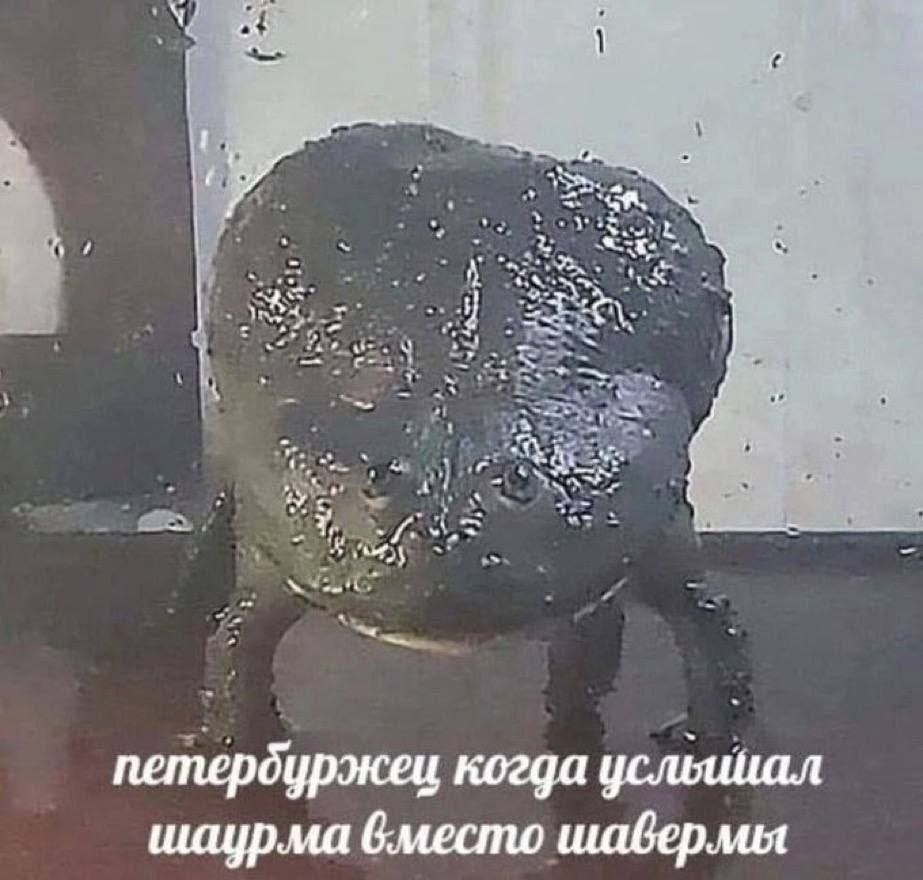 7 at и ahi 7 we at “we a петердуржец когда усльииал шаурма вместо шаверлмия