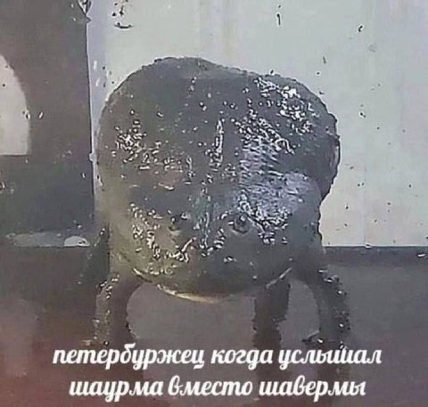 7 at и ahi 7 we at “we a петердуржец когда усльииал шаурма вместо шаверлмия