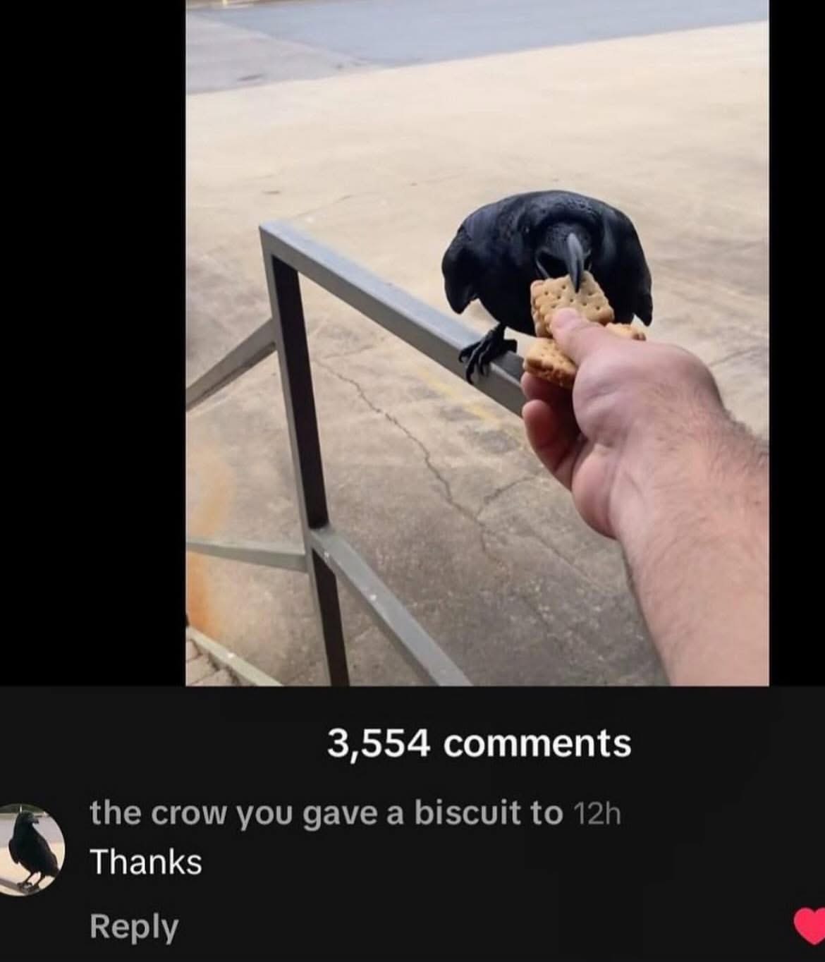 3,554 comments the crow you gave a biscuit to Thanks Reply