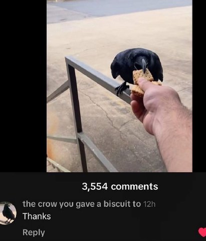3,554 comments the crow you gave a biscuit to Thanks Reply