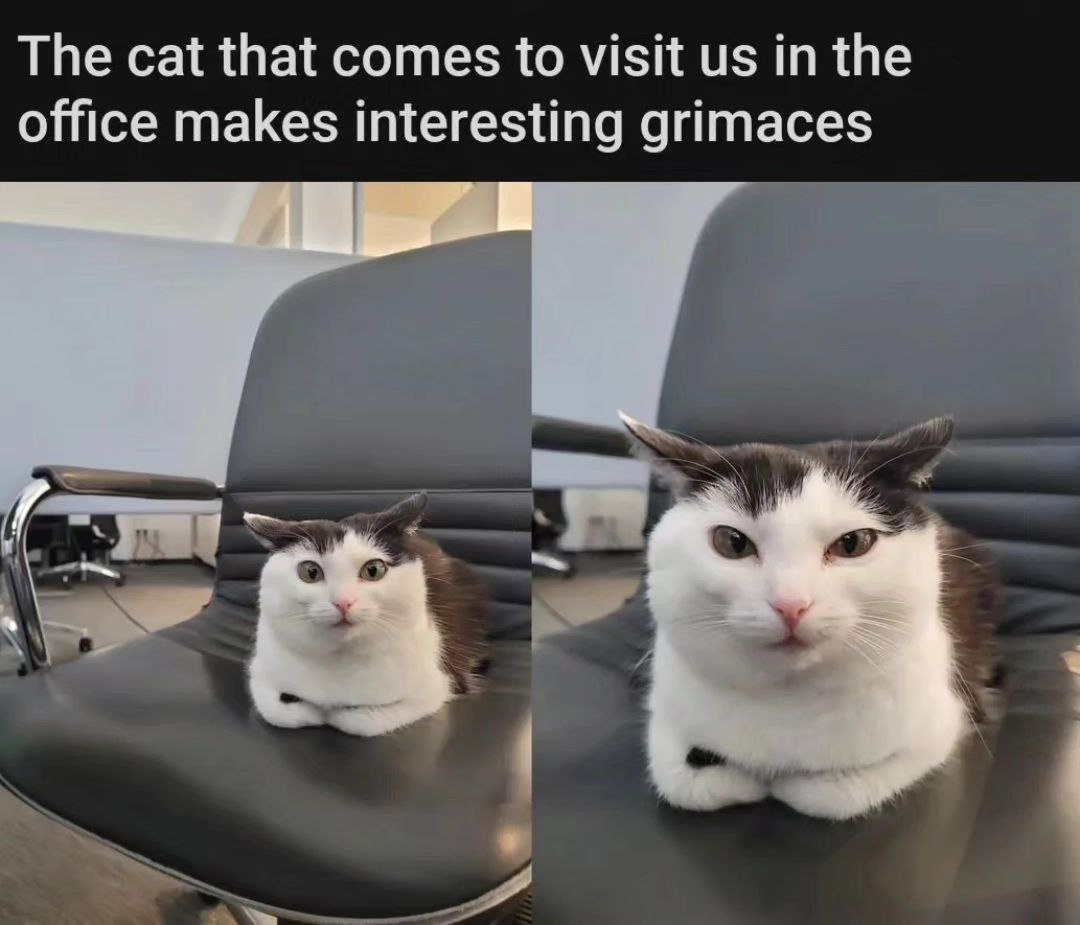 The cat that comes to visit in the office makes interesting grimaces