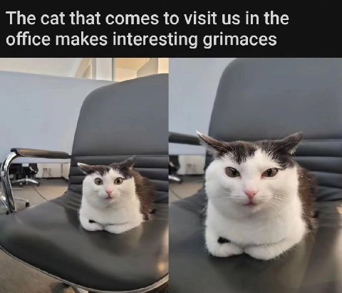 The cat that comes to visit in the office makes interesting grimaces
