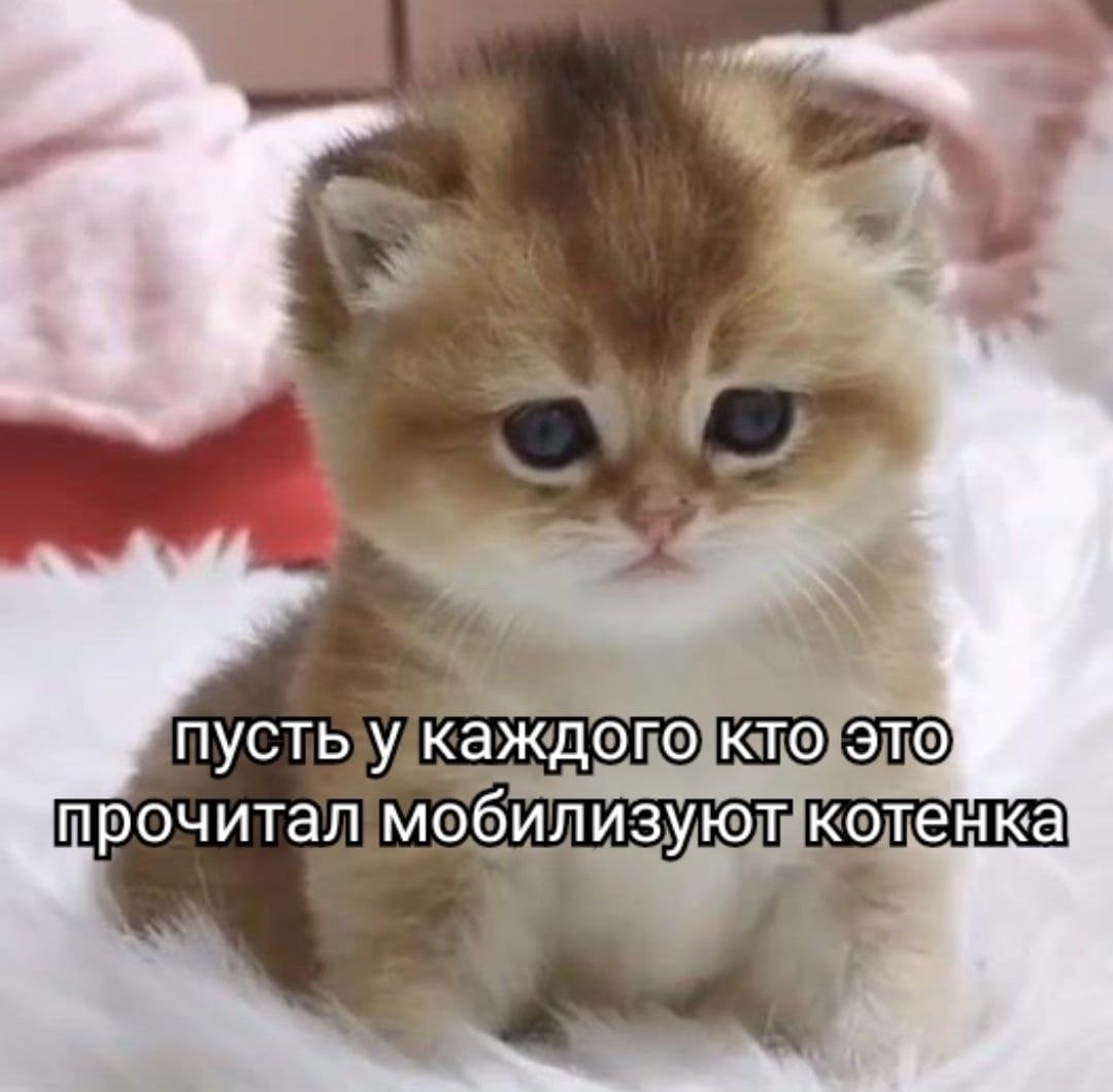 пусть у каждого кто это прочитал мобилизуют котенка