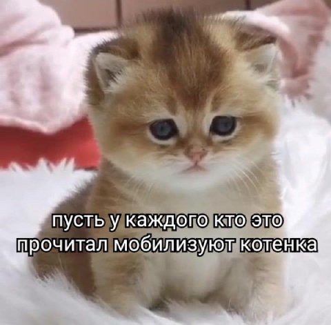 пусть у каждого кто это прочитал мобилизуют котенка