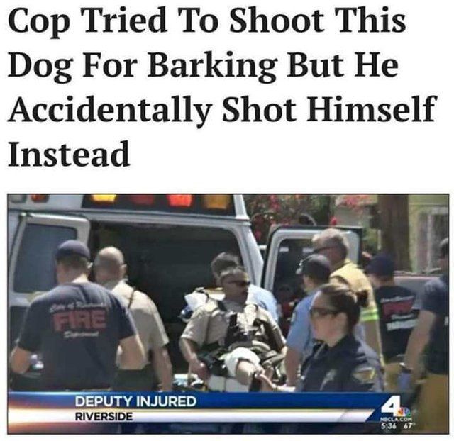 Cop Tried To Shoot This Dog For Barking But He Accidentally Shot Himself Instead 4 4.