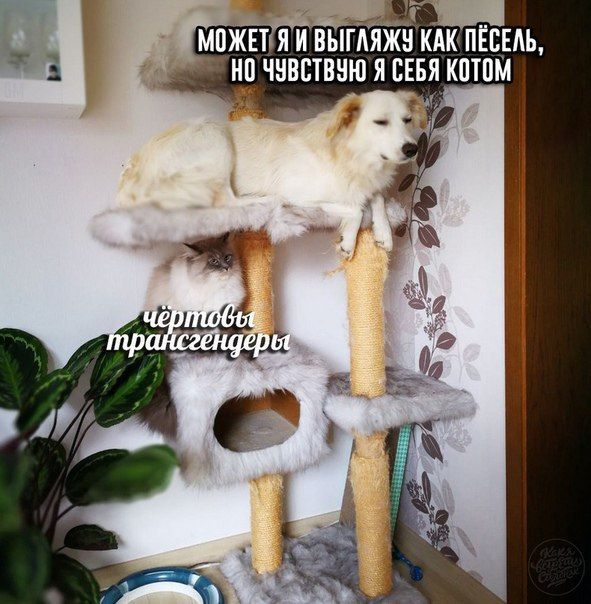 МОЖЕТ ВЫГАЯЖУ КАК ПЕСЕЛЬ, НО ЧУВСТВУЮ Я СЕБЯ КОТОМ a