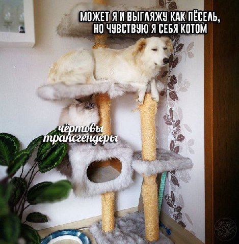 МОЖЕТ ВЫГАЯЖУ КАК ПЕСЕЛЬ, НО ЧУВСТВУЮ Я СЕБЯ КОТОМ a
