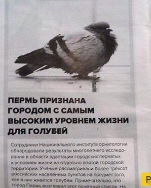 ПЕРМЬ ПРИЗНАНА ГОРОДОМ С САМЫМ ВЫСОКИМ УРОВНЕМ ЖИЗНИ ДЛЯ ГОЛУБЕЙ Сотрудники Национального и результаты многопетнего исследо в области адаптации городских пернатых условиям жизни на отдельно взятой гор