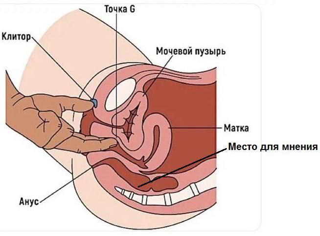 Точка 6 Клитор Мочевой пузырь Toy Матка Место для мнения Анус