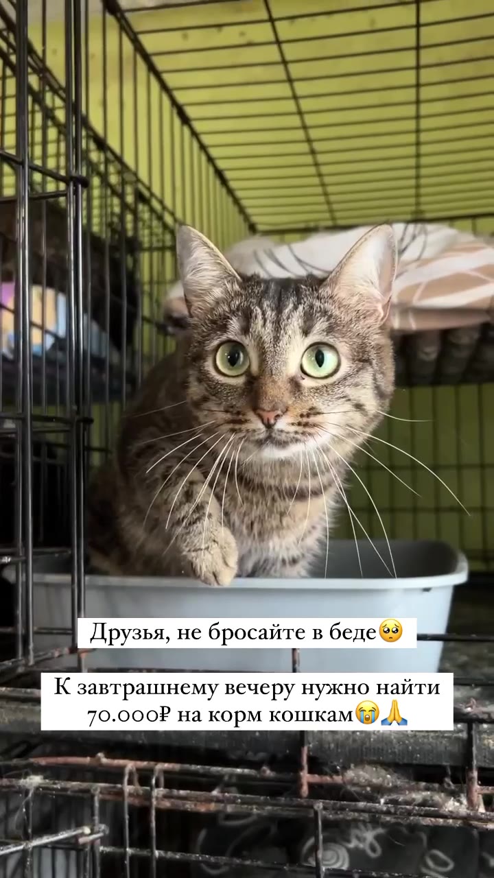Не бросайте нас, Друзья! 
Очень нужна Ваша помощь🙏

Несмотря ни на что есть вещи, которыми мы обязаны снабжать наших подопечных беспрерывно - еда, лечение и крыша над головой. 

И с первым сейчас ОЧЕН