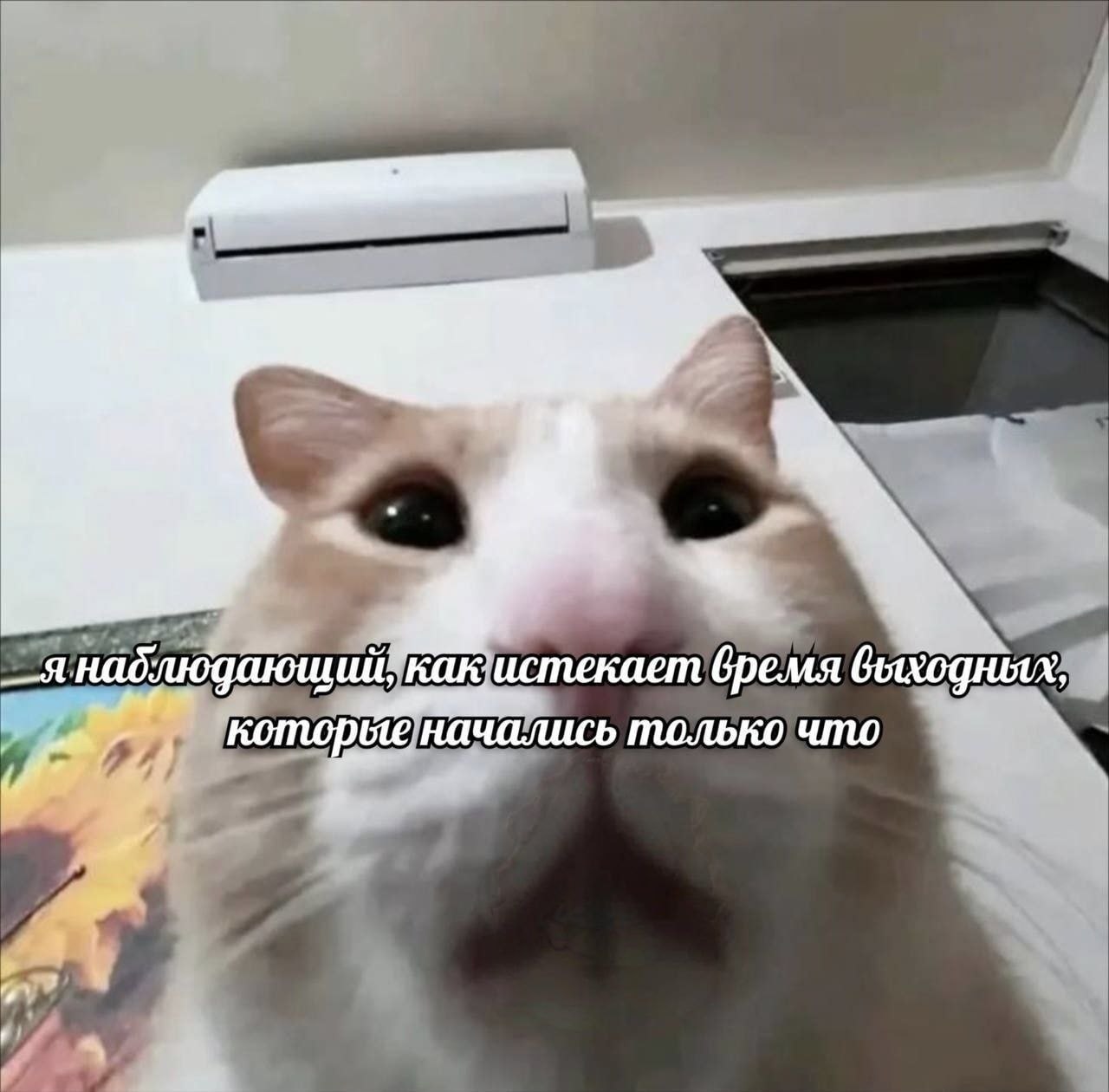 бремя выходных начались только что у