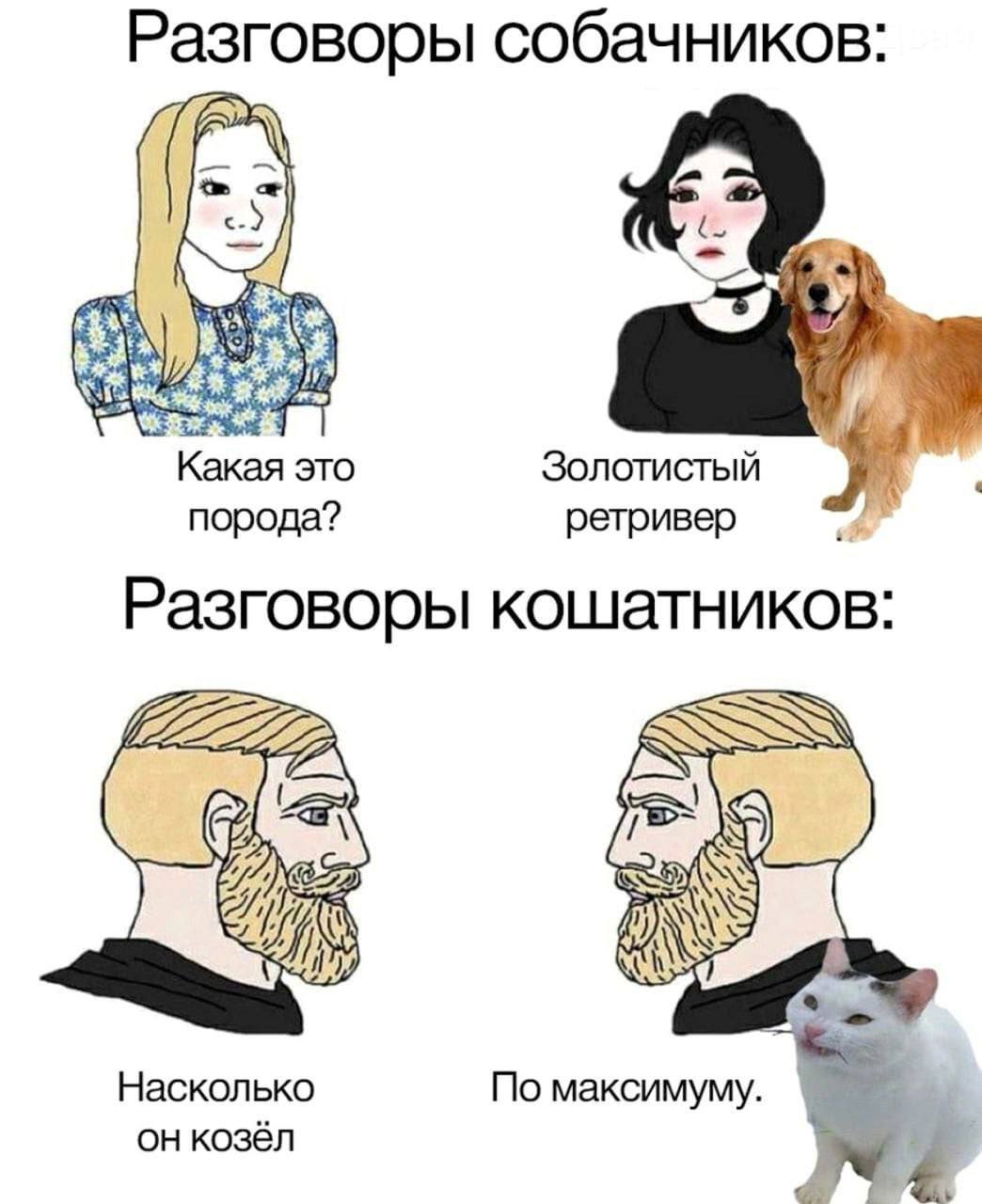 Разговоры собачников: `Какая это Золотистый порода? ретривер Разговоры кошатников: ile Насколько По максимуму. он козёл