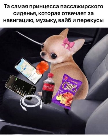 самая принцесса пассажирского сиденья, которая отвечает за навигацию, музыку, вайб и перекусы с
