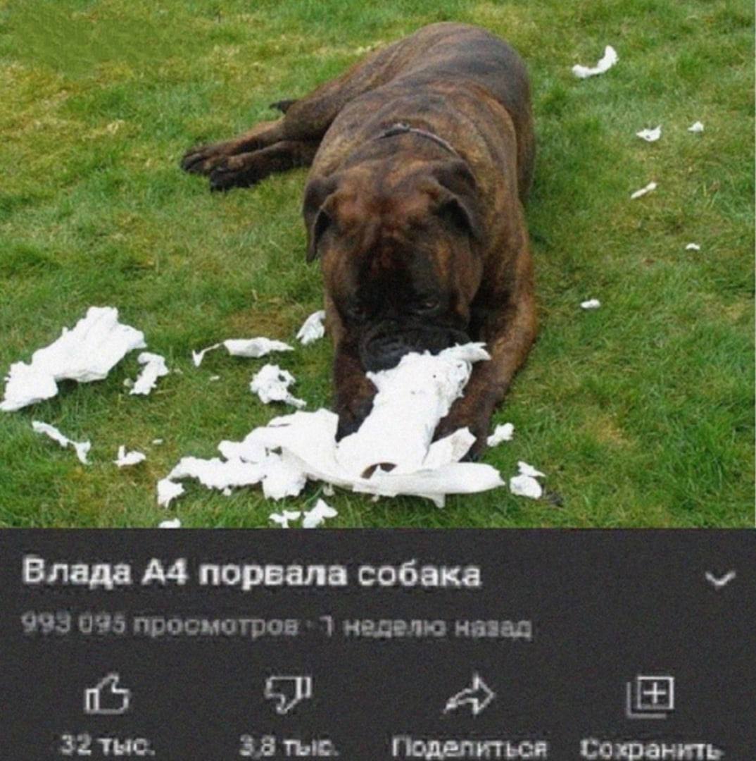 Влада A4 порвала собака 4 32 Tec 33 Сохранить