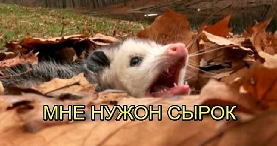 МНЕ НУЖбН СЫРОК